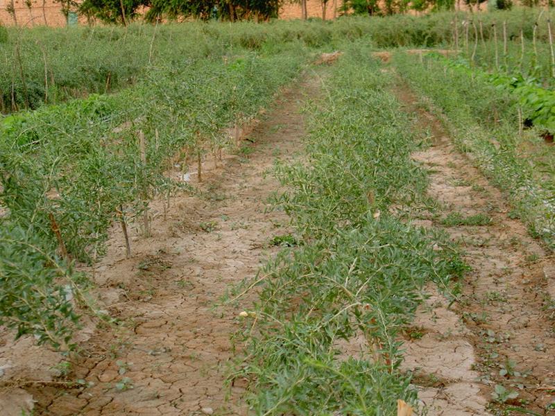 土壤墑情監(jiān)測儀實現(xiàn)科學(xué)助農(nóng) 土壤墑情監(jiān)測儀實現(xiàn)科學(xué)助農(nóng)