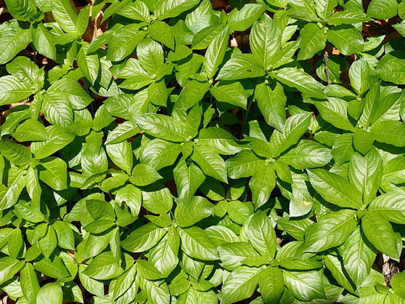 葉面積指數測定儀可無損傷測量葉片的葉面積 葉面積指數測定儀可無損傷測量葉片的葉面積