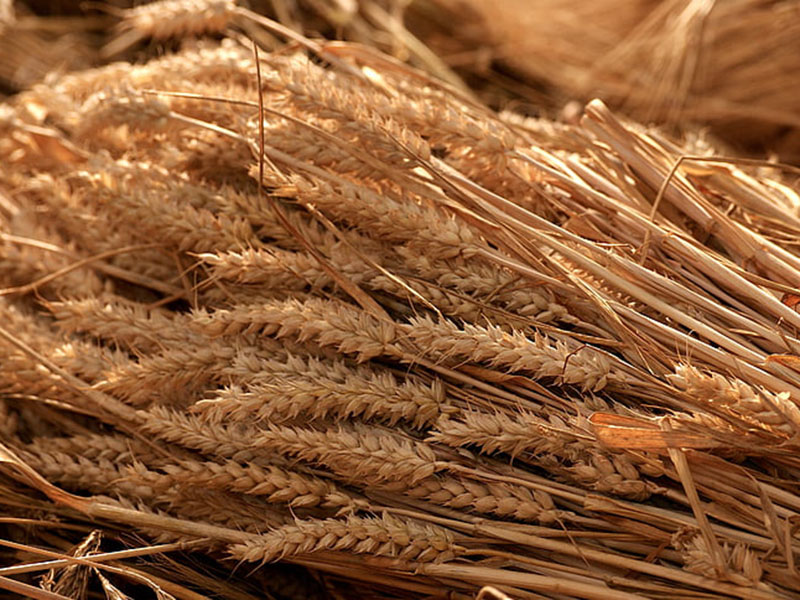 黃曲霉毒素檢測儀保障糧油安全 黃曲霉毒素檢測儀保障糧油安全