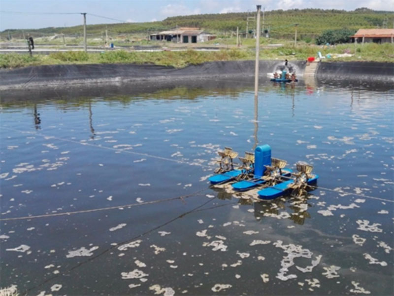 水中亞硝酸鹽含量過高對養殖有什么影響？