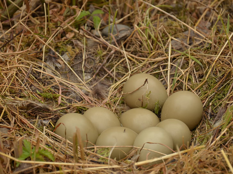 雞蛋中的藥物殘留要怎么檢測 雞蛋中的藥物殘留要怎么檢測