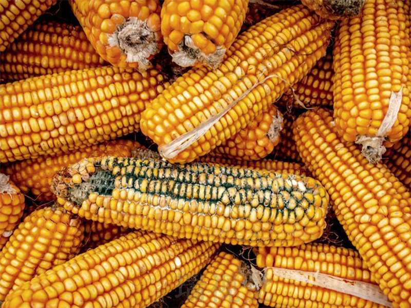 黃曲霉菌快速檢測(cè)儀 黃曲霉菌快速檢測(cè)儀