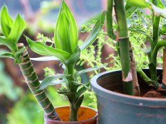 利用土壤氮、磷、鉀檢測器檢測土壤養分