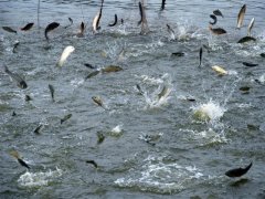 水產養殖水質檢測儀，為漁業提供有效地水質分析