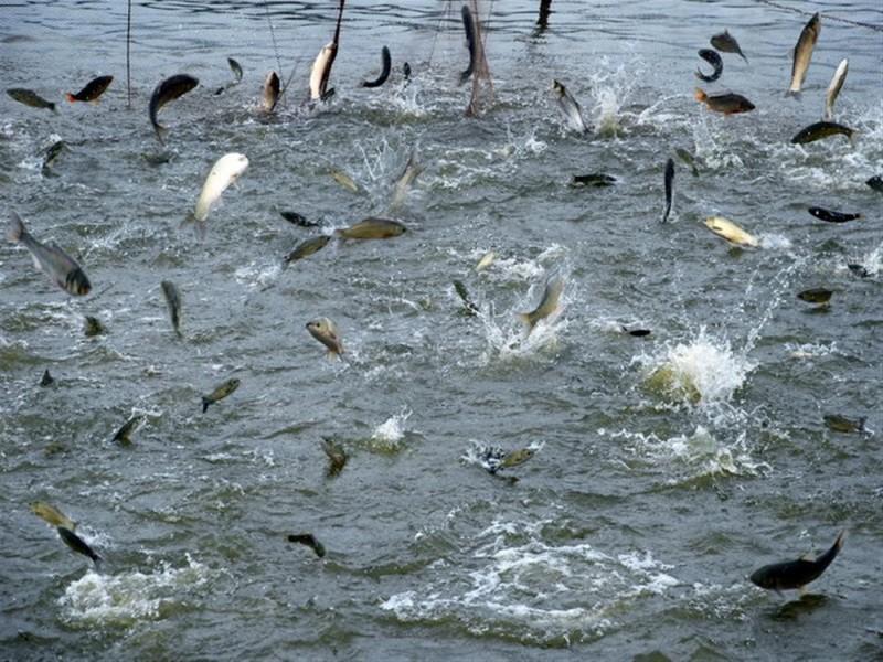 水產養殖水質檢測儀 水產養殖水質檢測儀