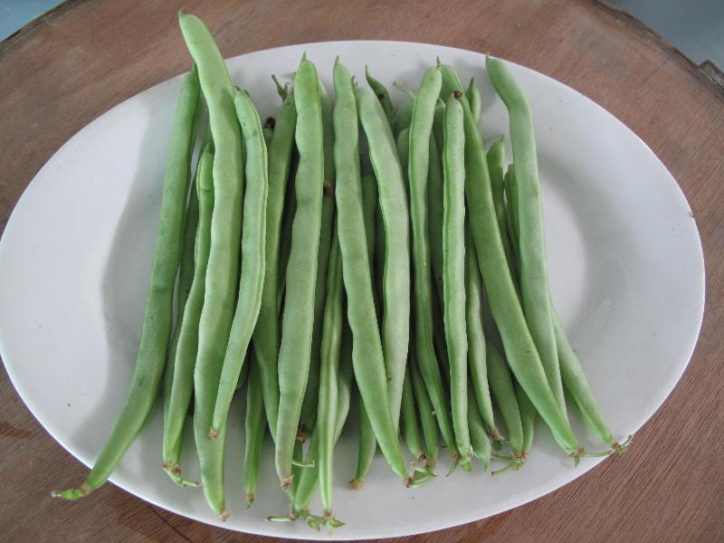 農藥殘留檢測儀,檢測四季豆農藥殘留含量 農藥殘留檢測儀,檢測四季豆農藥殘留含量