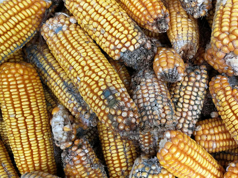 云唐真菌毒素檢測(cè)設(shè)備,嘔吐毒素檢測(cè)儀 云唐真菌毒素檢測(cè)設(shè)備,嘔吐毒素檢測(cè)儀