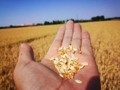 糧食水分測量儀，為小麥提供合理存儲時間