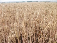 小麥黃曲霉素檢測(cè)儀，可為小麥健康助力