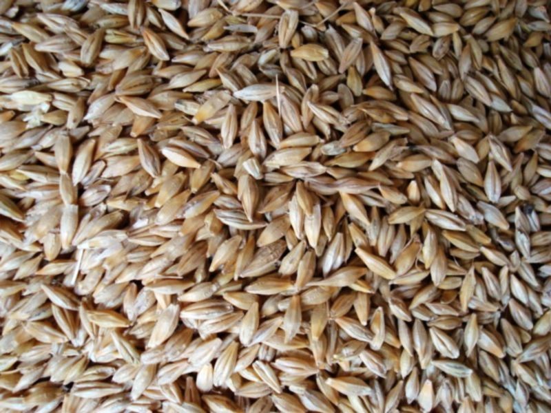 小麥黃曲霉毒素檢測儀快速、安全、便攜