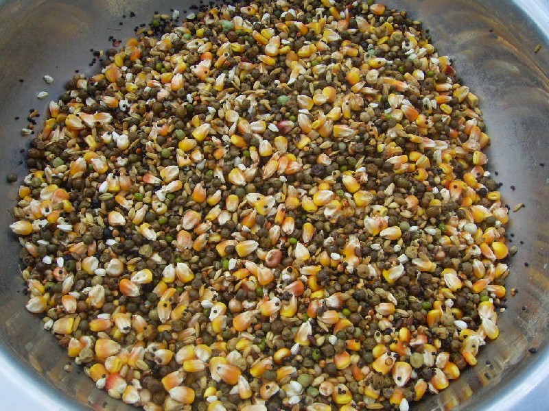 真菌毒素對(duì)人和動(dòng)物有極大的危害 真菌毒素對(duì)人和動(dòng)物有極大的危害